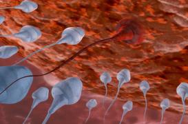 Un gène clé identifié dans la fertilité masculine