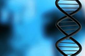 Un ADN vieux de 400 000 ans livre ses secrets