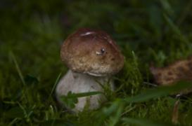 Champignons : 240  intoxications recensées dans 4 régions