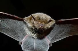 Chauve-souris : un cas de rage dans la Drôme