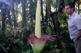 Des pénis artificiels bientôt greffés sur l’homme