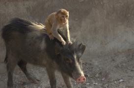 Greffe : un babouin vit 945 jours avec un cœur de porc