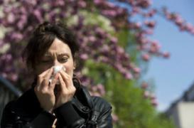 Allergies: déferlement de pollens d'armoise attendu