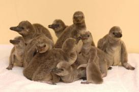 Des pingouins souffrent de dépression saisonnière