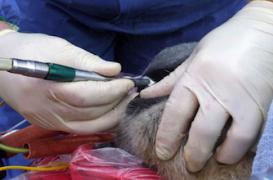 Antibiotiques : les députés limitent leur usage pour les animaux