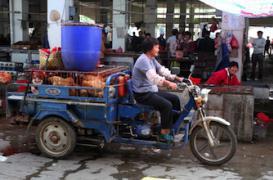 Grippe aviaire : un mort avec le nouveau virus H10N8