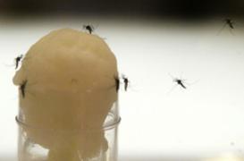 Chikungunya : la métropole est menacée par des foyers épidémiques 