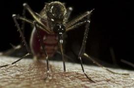 Nouvelle-Calédonie : la dengue fait une 8e victime