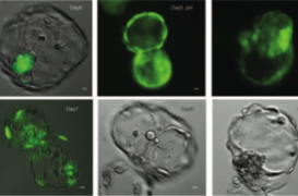 Diabète : des chercheurs clonent les cellules productrices d’insuline