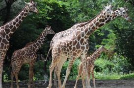 Anatomie : le secret du ligament qui fait tenir les girafes debout