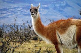 Alzheimer : des anticorps de lama pour détecter les lésions