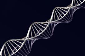 Les traumatismes laisseraient des séquelles héréditaires