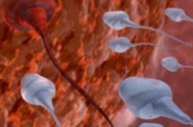 La qualité du sperme est un  bon marqueur de l'état de santé