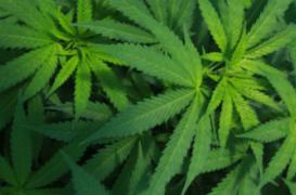Cannabis : le rapport qui prône la légalisation