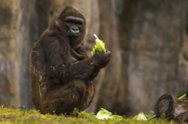VIH: l’origine de toutes les souches enfin élucidée