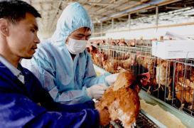 Grippe aviaire : niveau d'alerte grave à Hong-Kong