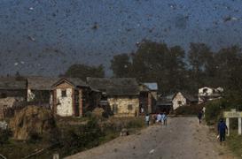 Peste : 71 morts en six mois à Madagascar