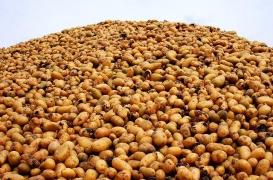 Clarebout Potatoes : la piste de la fièvre de Pontiac