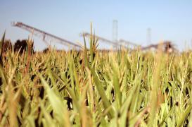 OGM : pas de risque à court terme pour la santé