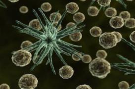 Cancer de l’estomac : l’appel de l’OMS en faveur de la prévention 