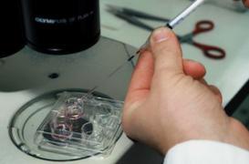 La PMA n'augmente pas le risque de cancer chez l'enfant 