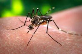 Chikungunya : l'épidémie s'intensifie en Guyane 
