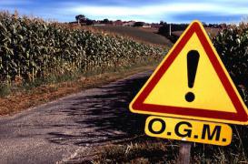 Les OGM « empoisonnent » les chercheurs