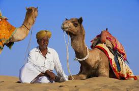 Transmission du coronavirus : le dromadaire est-il la clé ?