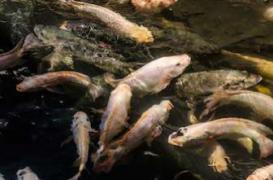 Alimentation : l’arsenic est cancérigène même à faible dose