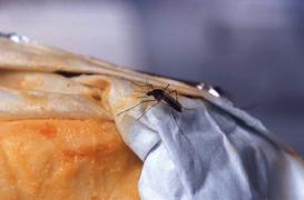 Le chikungunya débarque en Guyane