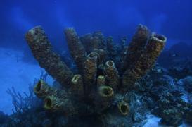 Cancer du sein : un médicament à l’éponge allonge la vie de 5 mois