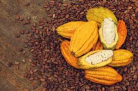 Bientôt un chocolat meilleur au goût et pour la santé ?