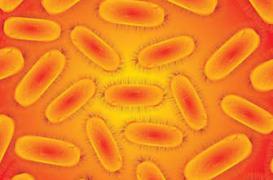 Etats-Unis : une super-bactérie contamine 200 personnes