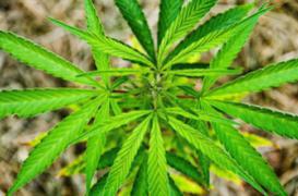 Cannabis thérapeutique : sa culture autorisée en Allemagne