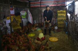 H7N9 : les conditions d'une transmission interhumaine sont réunies