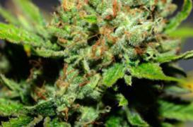 Des chercheurs belges décrivent l'allergie au cannabis 