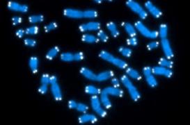 Chromosome Y : la clé de la plus faible espérance de vie des hommes