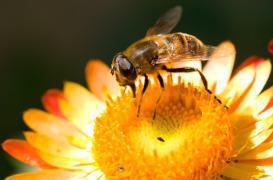 Néonicotinoïdes : interdits avec dérogation possible jusqu’en 2020