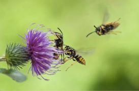 Pesticides : les néonicotinoïdes interdits en 2018