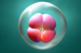 La genèse d'un être humain créée en laboratoire 