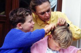 Les poux n'ont pas attendu la rentrée scolaire 