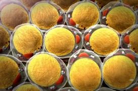 Diabète : la suppression des anciennes cellules graisseuses, nouvelle piste de traitement