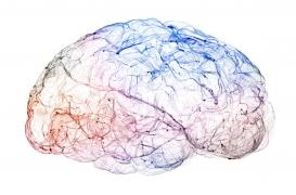 Microcéphalie : une clé trouvée pour restaurer la croissance du cerveau