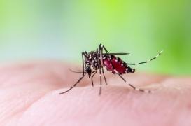 Dengue, chikungunya : pourquoi ces maladies progressent ?
