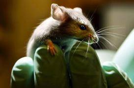 Acide folique : la supplémentation affaiblirait le système immunitaire des sujets âgés