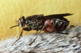 Maladie du sommeil : le code génétique de la mouche tsé-tsé décrypté