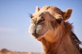 Les nanocorps de dromadaires : une piste sérieuse pour traiter Alzheimer ?