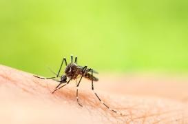 Moustiques génétiquement modifiés : des résultats encourageants aux États-Unis