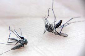 Vaccin contre la dengue : le Brésil l'autorise en zone endémique