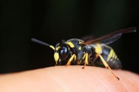 Insectes, serpents, méduses : comment traiter ?